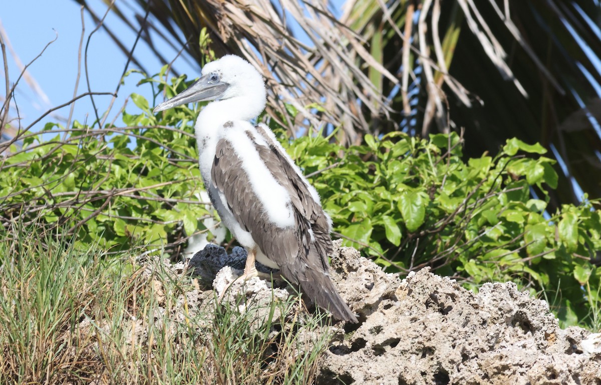 Brown Booby - ML623565062