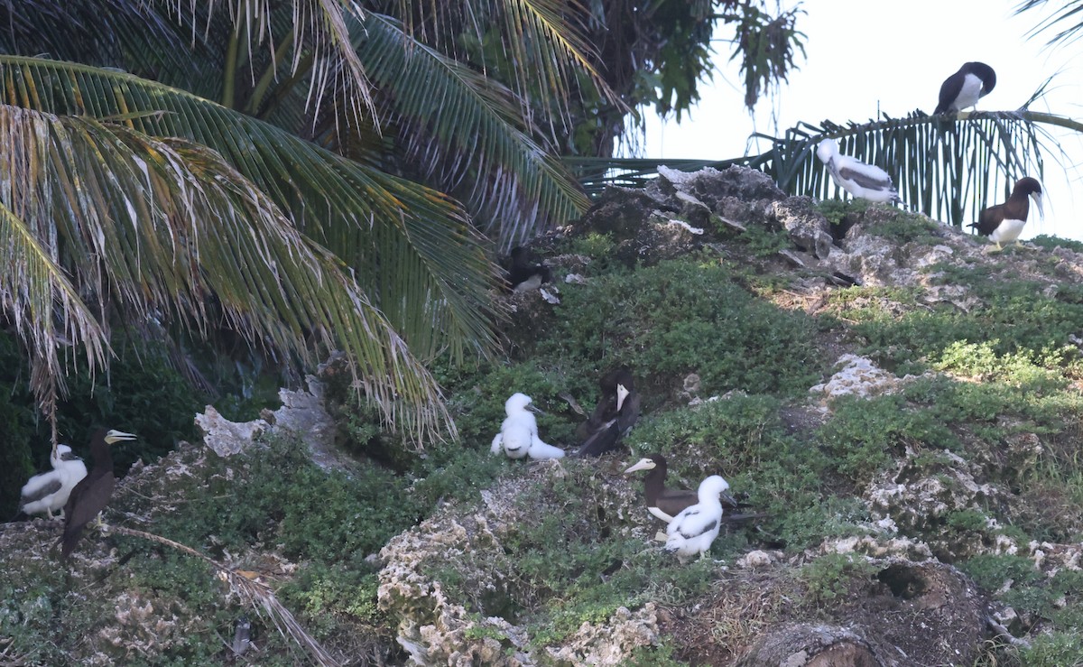 Brown Booby - ML623565063