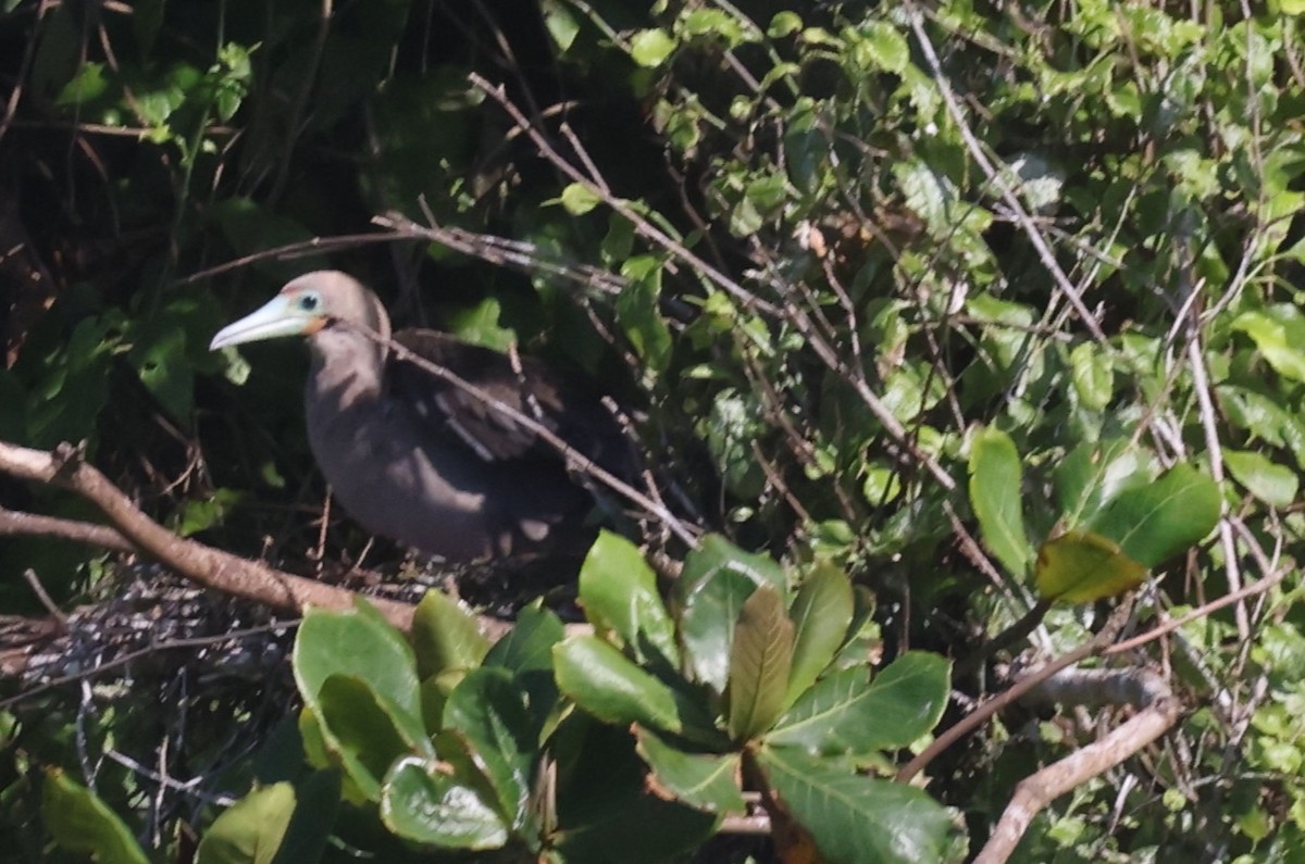 Red-footed Booby - ML623565065