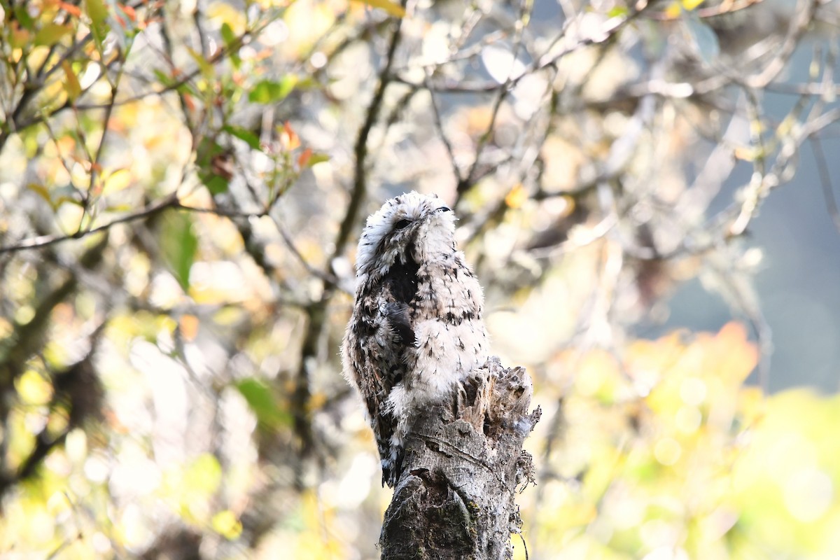 Andean Potoo - ML623565067