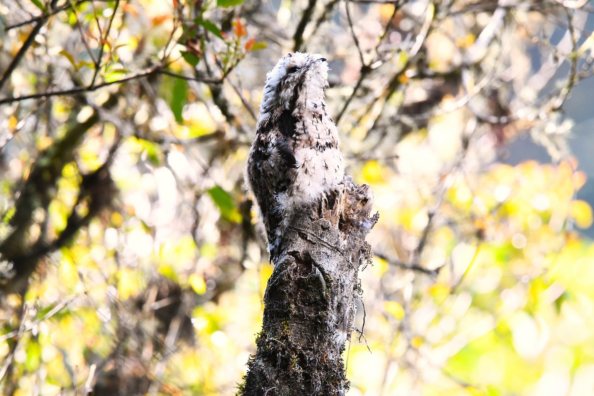 Andean Potoo - ML623565074