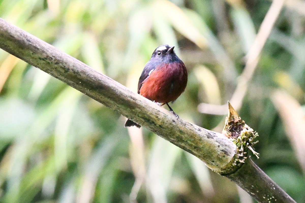 Chestnut-bellied Chat-Tyrant - ML623565097