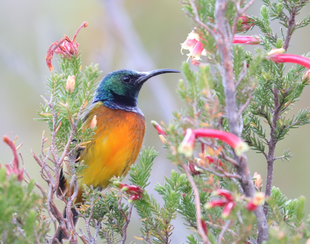 Orange-breasted Sunbird - ML623565104