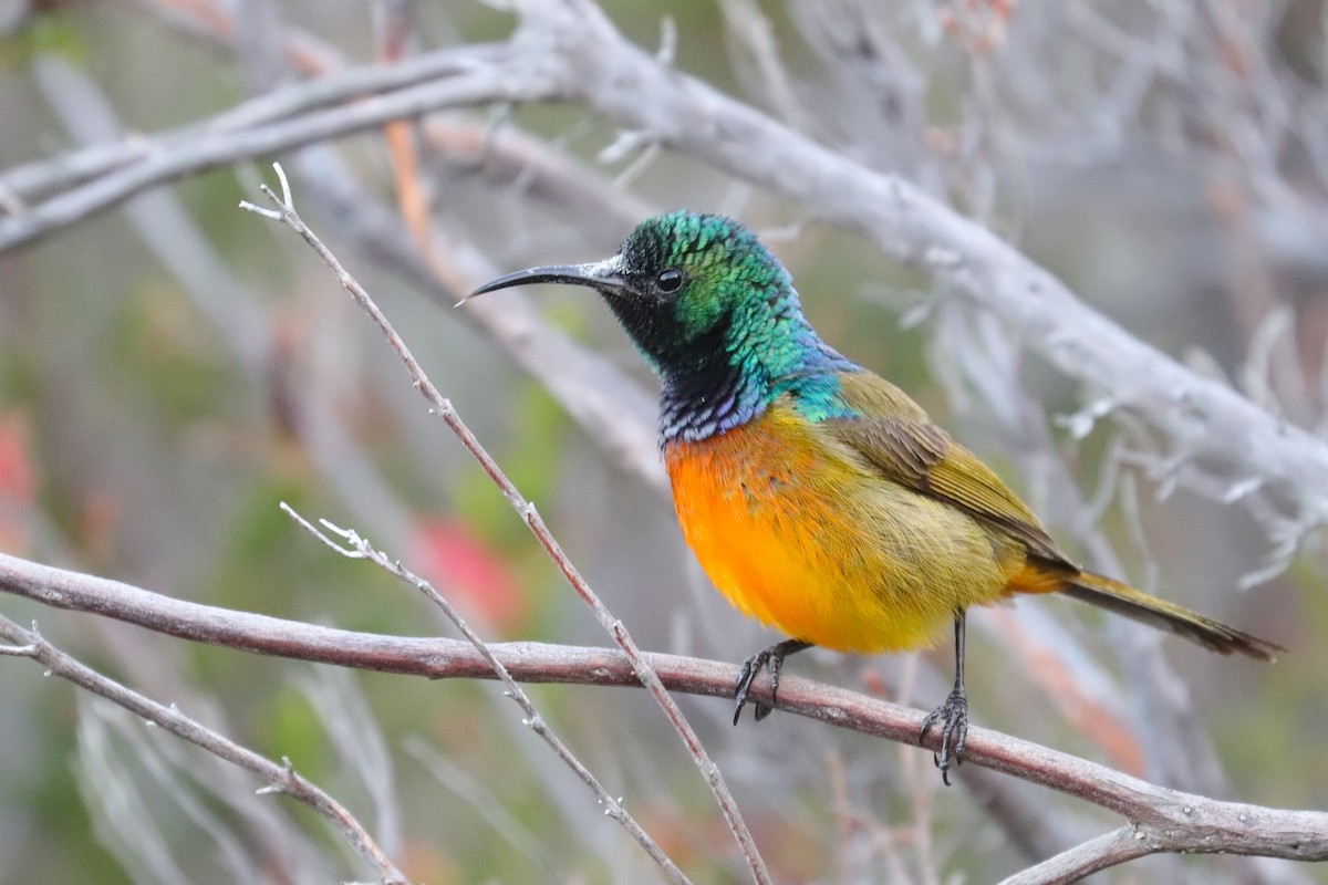 Orange-breasted Sunbird - ML623565105