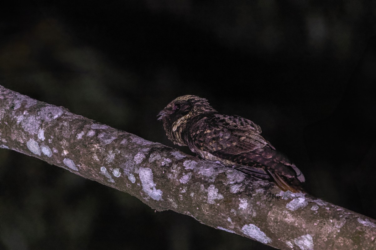 Rufous Nightjar - ML623565167