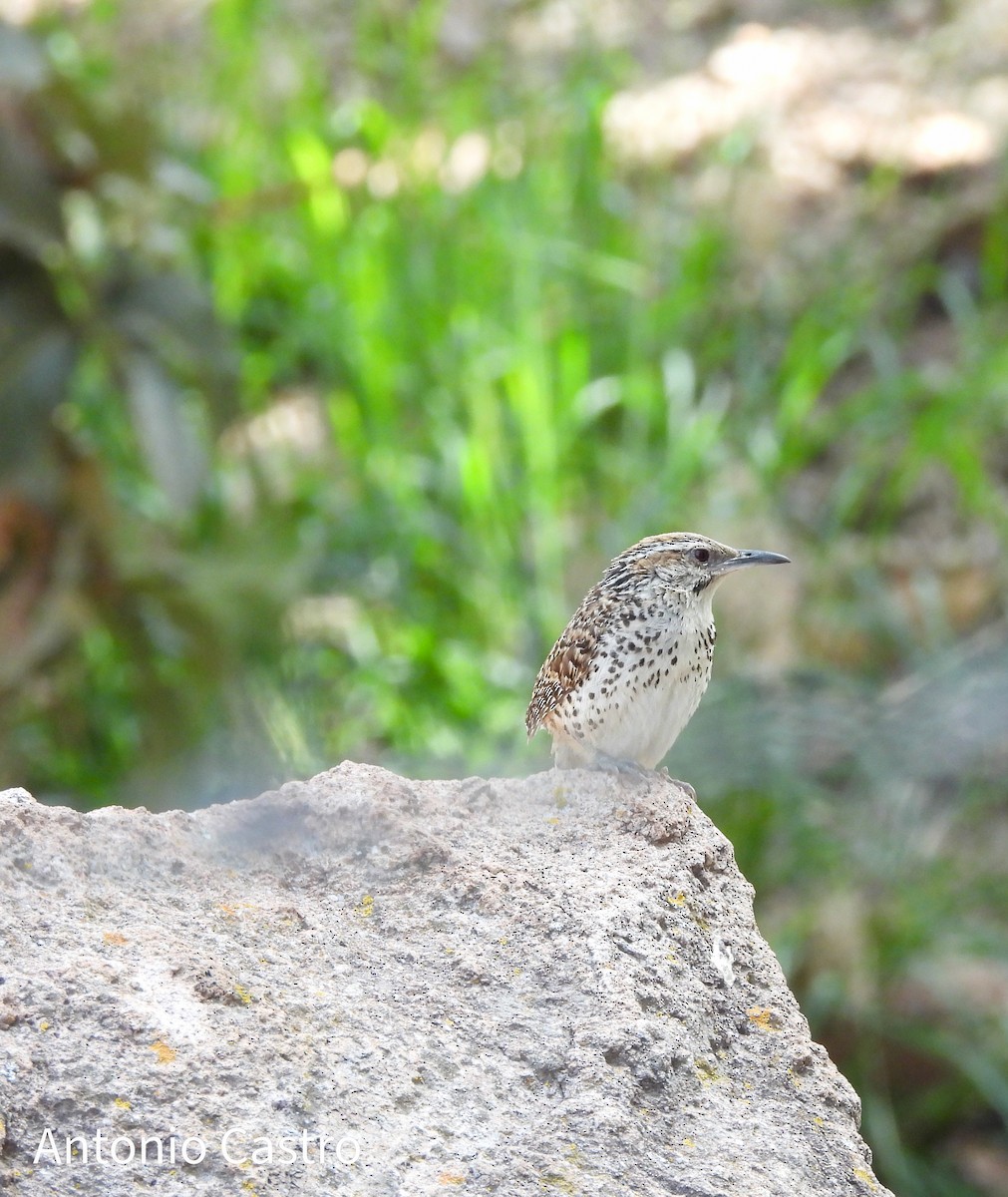 Spotted Wren - ML623565216