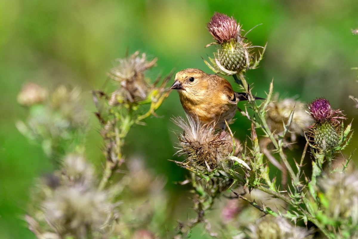 American Goldfinch - ML623565331