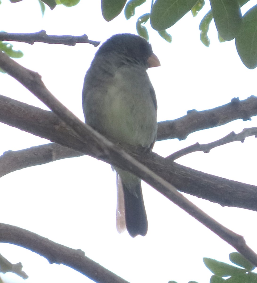 Gray Seedeater - ML623565334