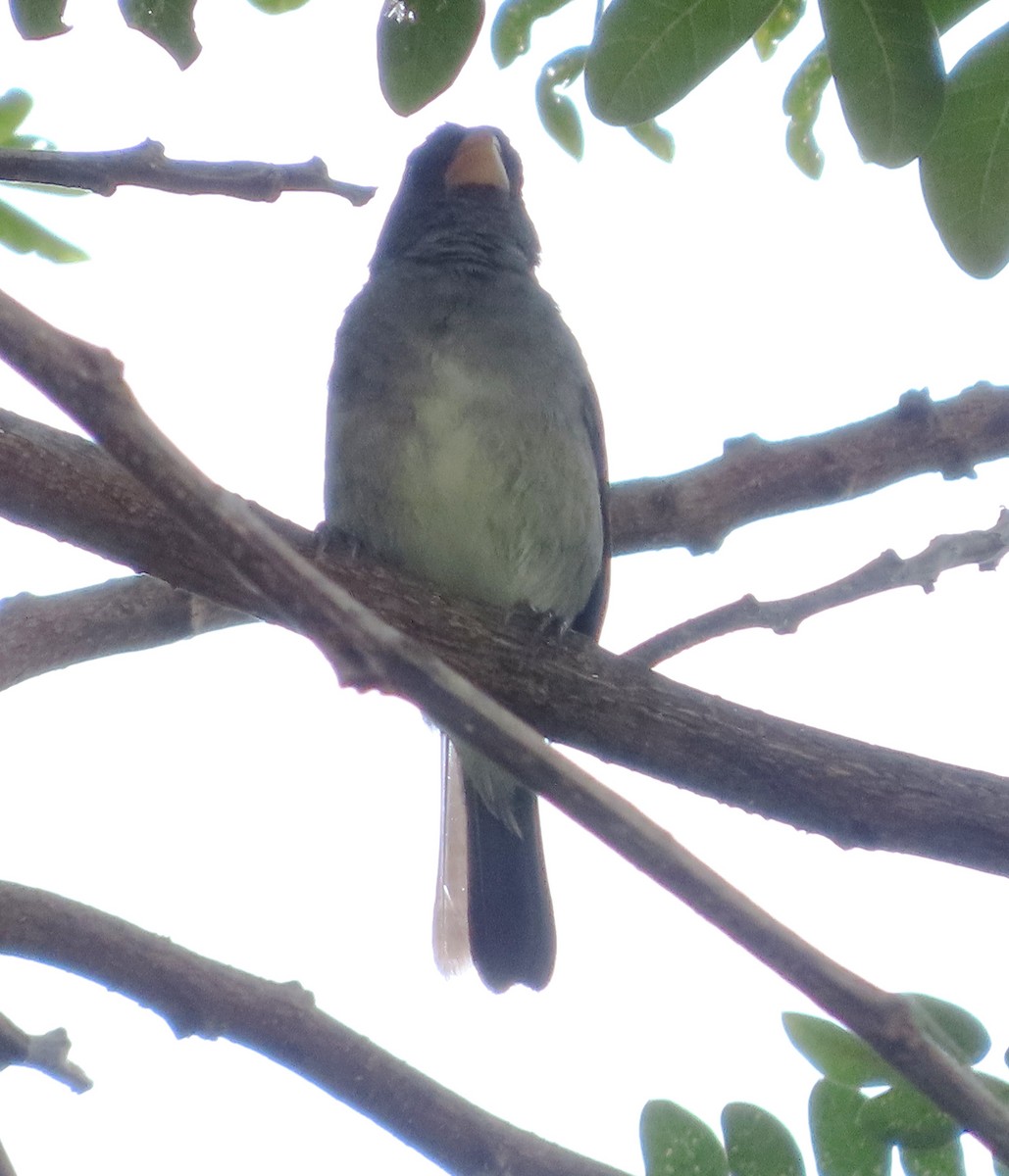 Gray Seedeater - ML623565335