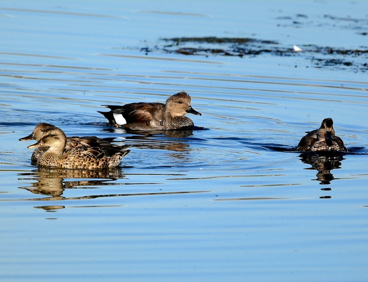 Gadwall - ML623565348