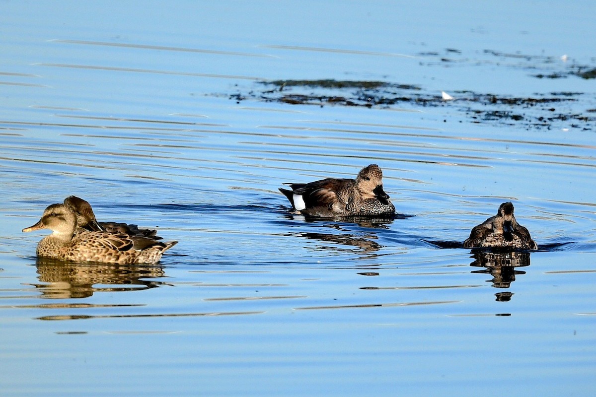 Gadwall - ML623565349