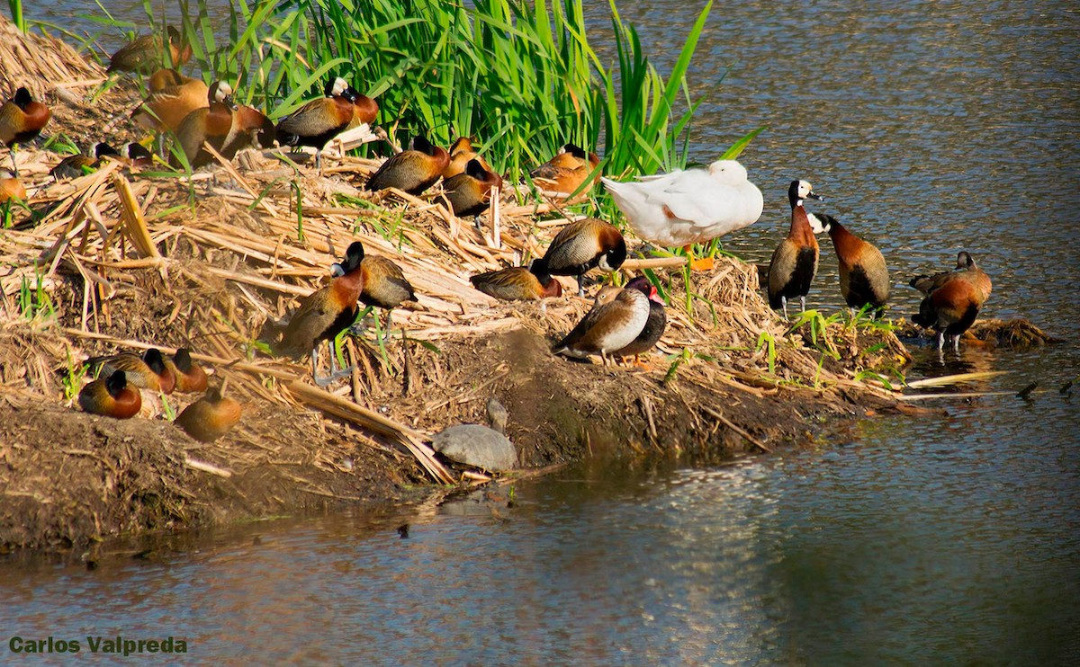 White-faced Whistling-Duck - ML623565389