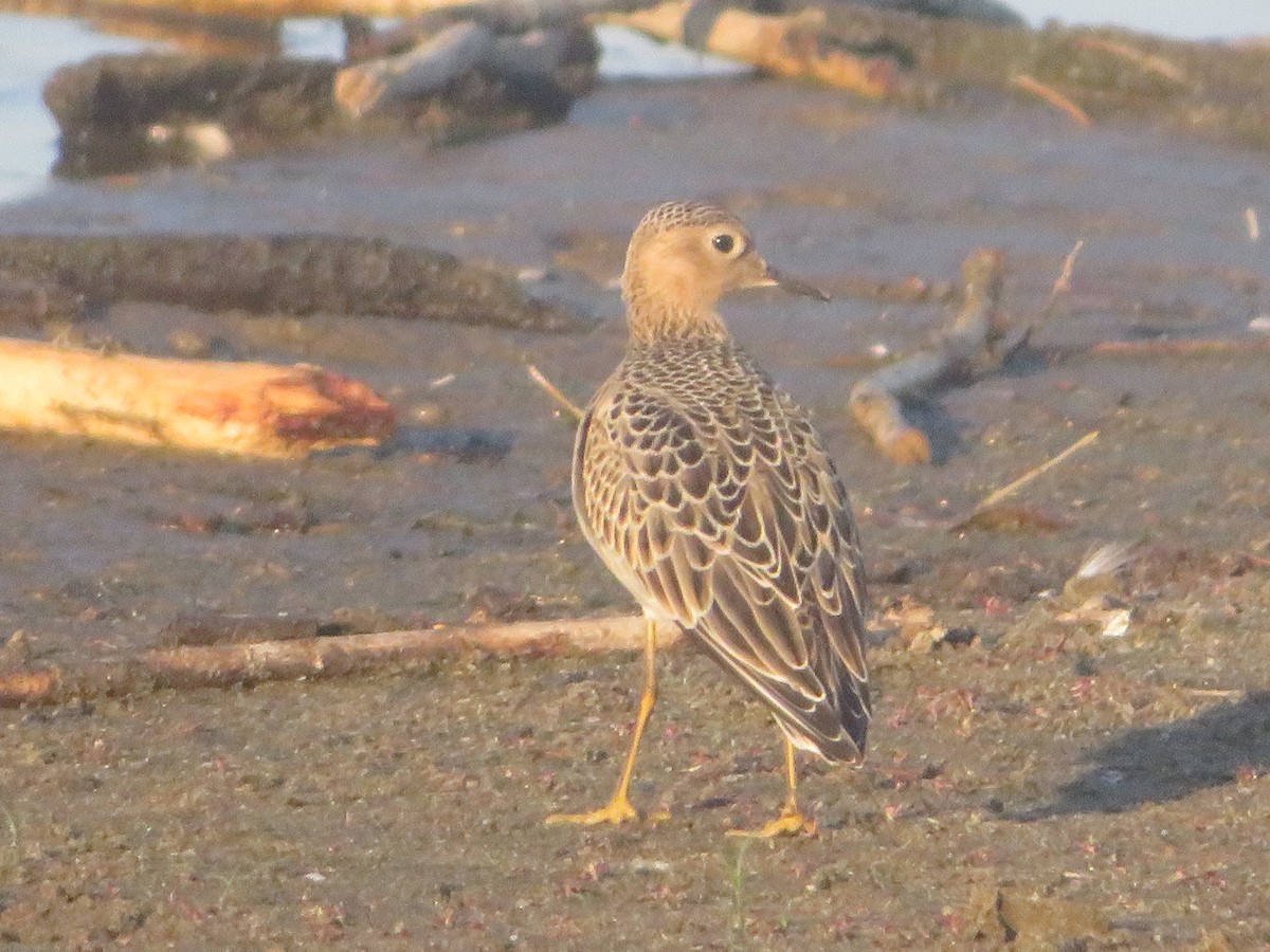 Buff-breasted Sandpiper - Ken Wat