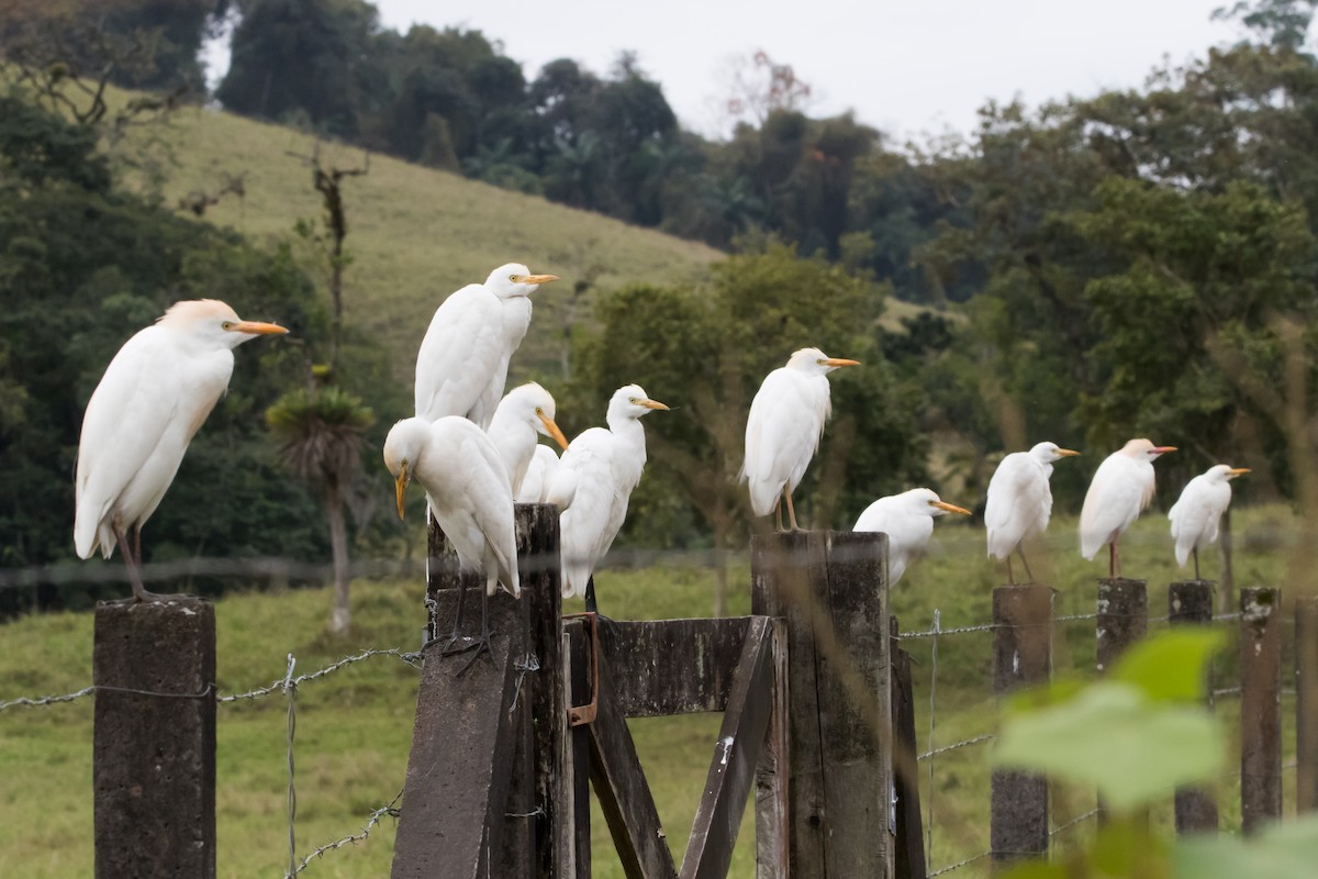 Western Cattle-Egret - ML623565426