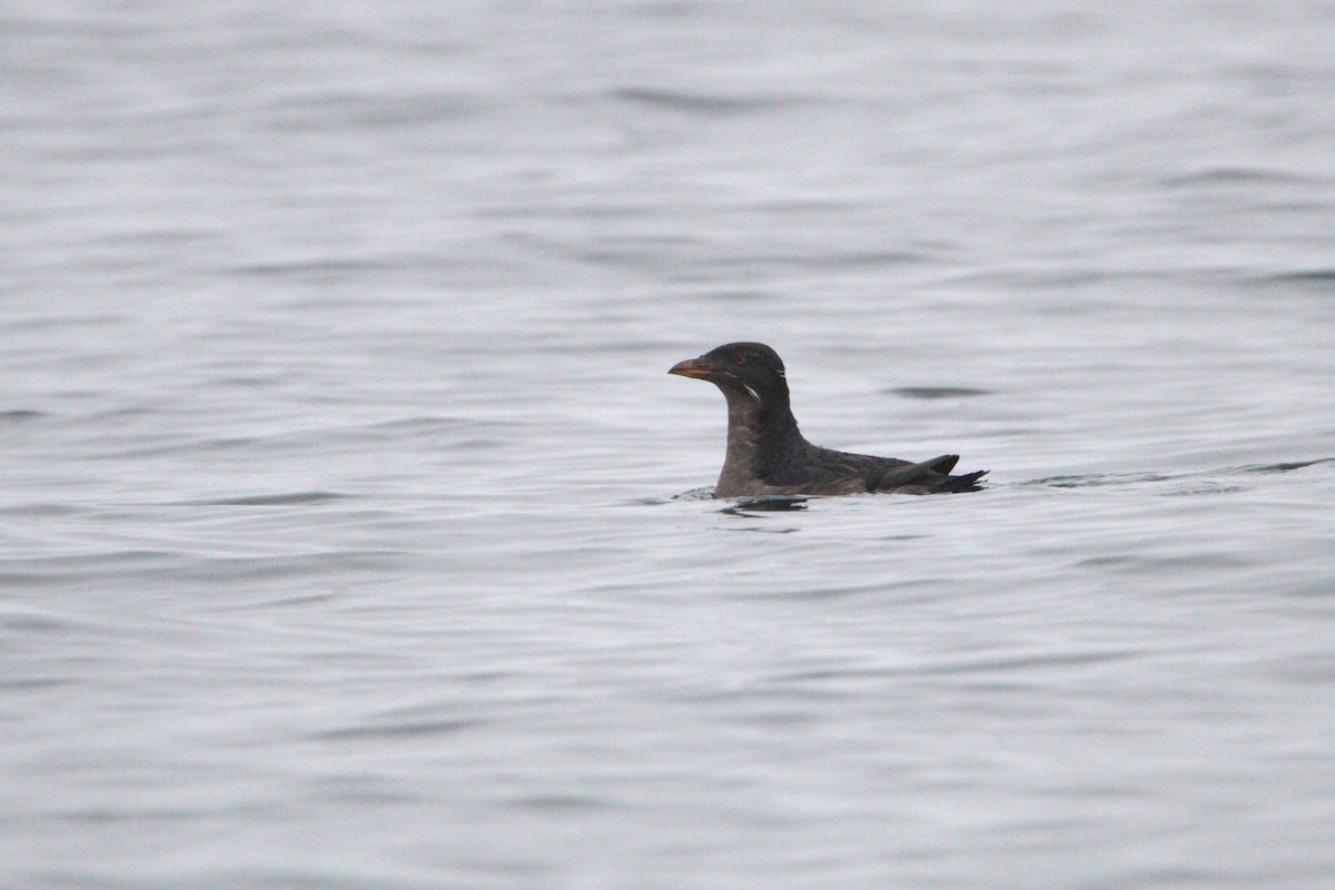 Rhinoceros Auklet - ML623565451