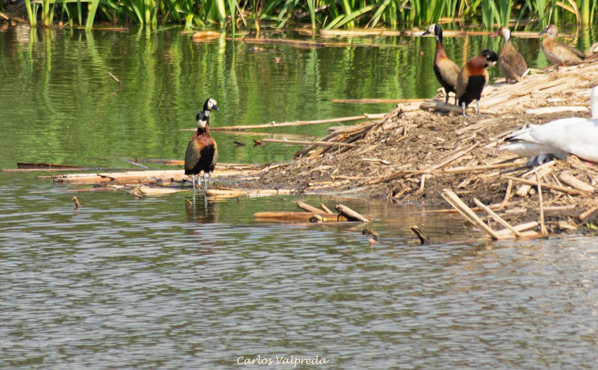 White-faced Whistling-Duck - ML623565457