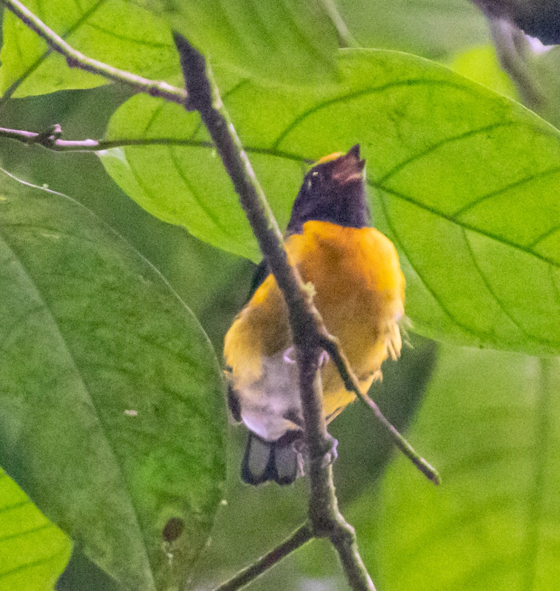 White-vented Euphonia - ML623565464