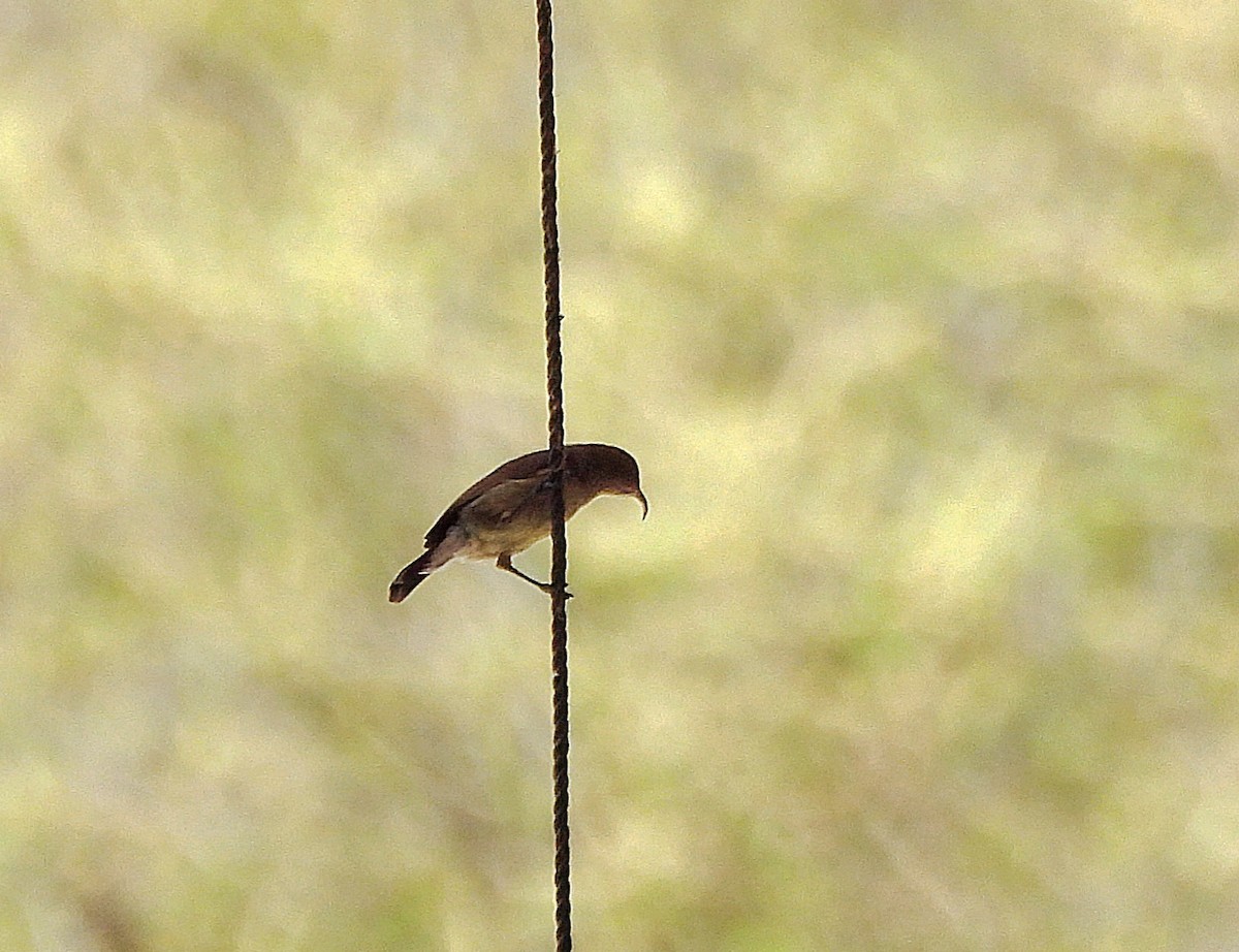 Palestine Sunbird - ‫רויטל בן-אדר‬‎