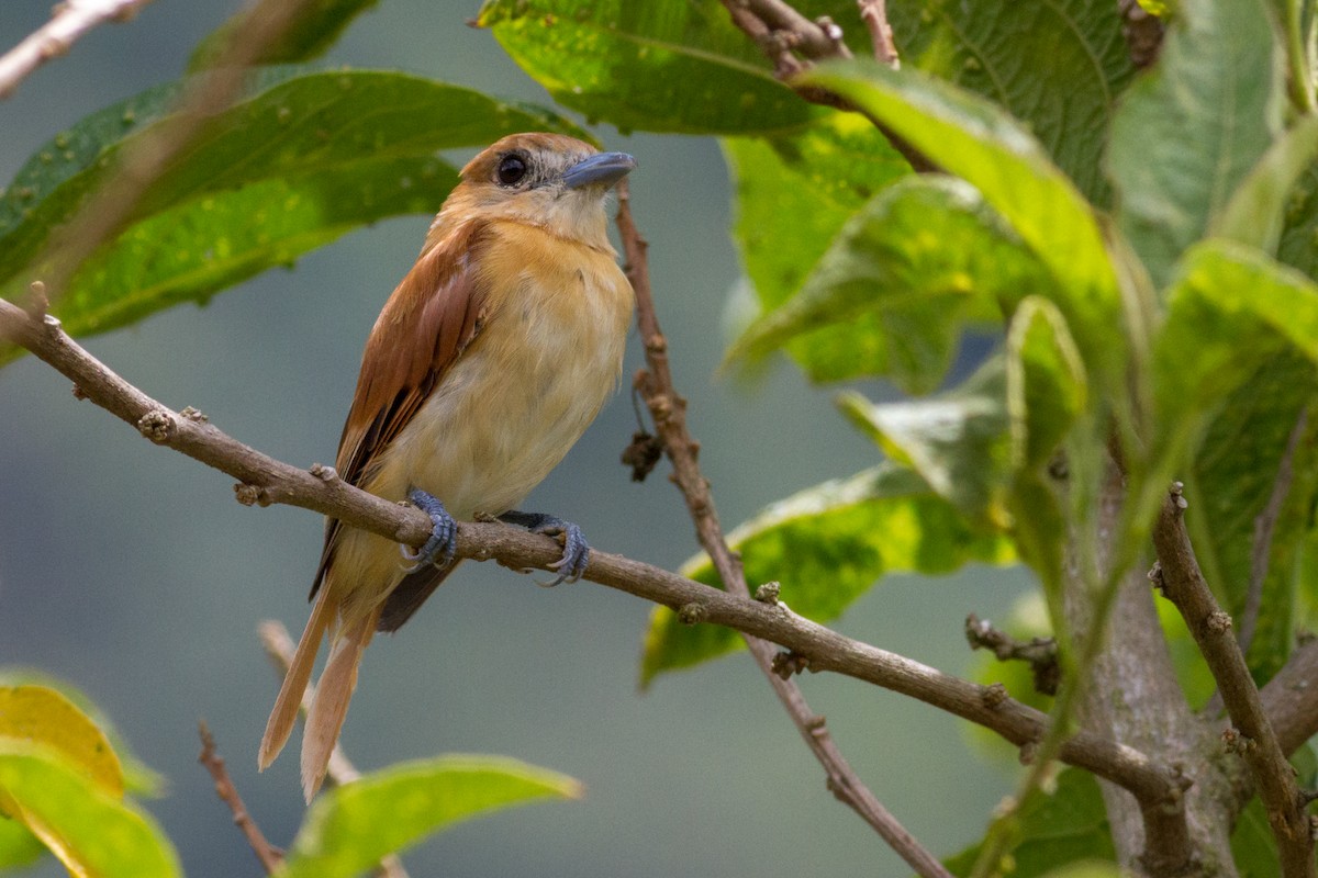 Cinereous Becard - Oswaldo Hernández Sánchez