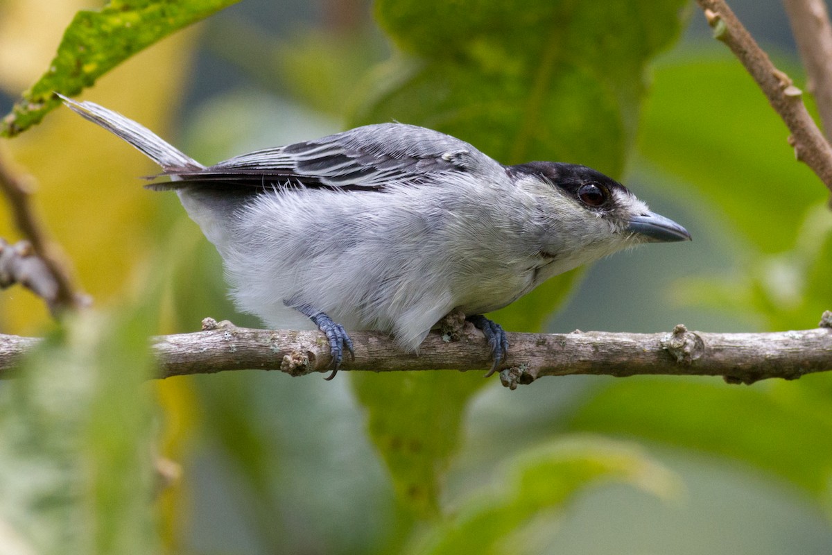 Cinereous Becard - Oswaldo Hernández Sánchez
