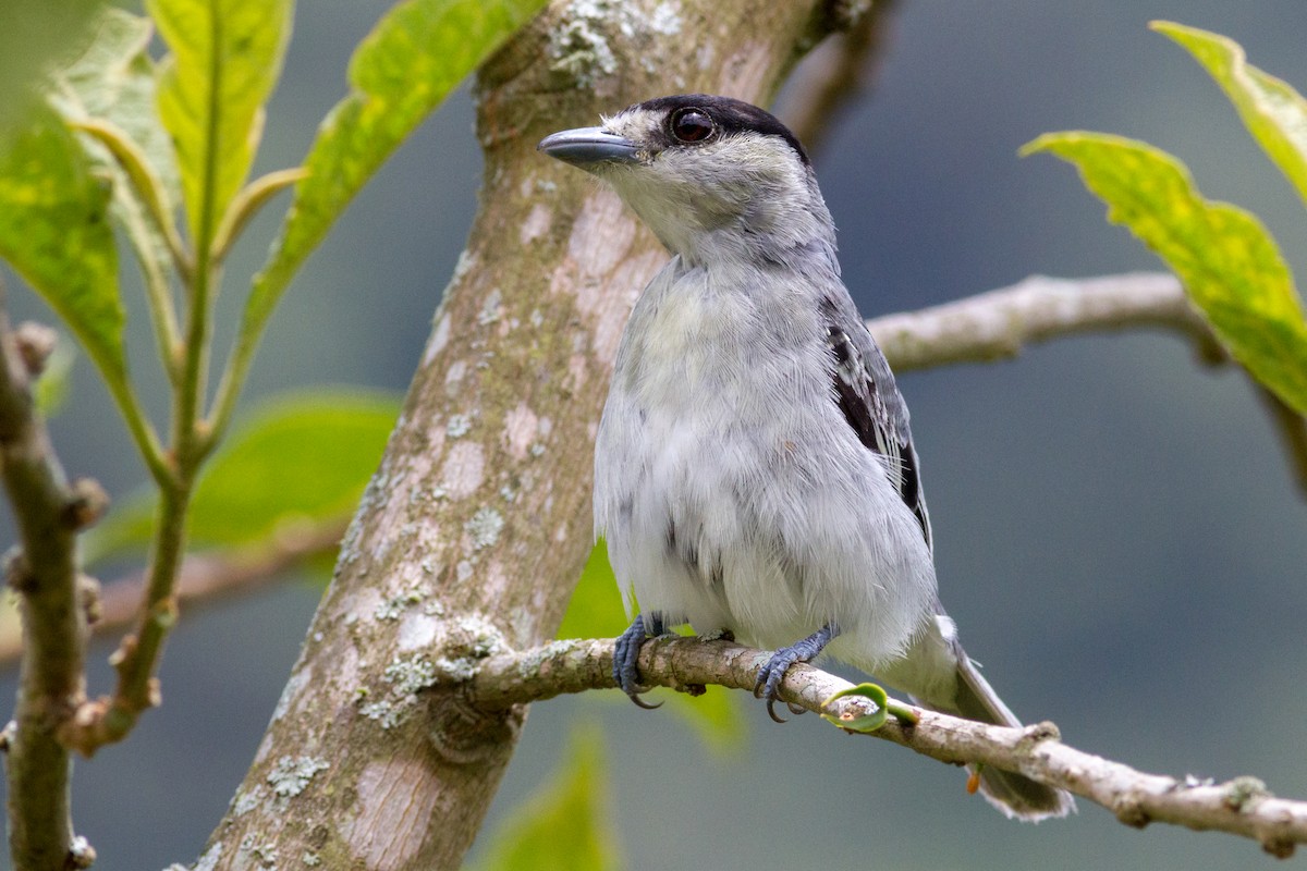Cinereous Becard - Oswaldo Hernández Sánchez