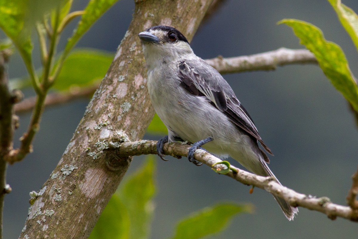Cinereous Becard - Oswaldo Hernández Sánchez