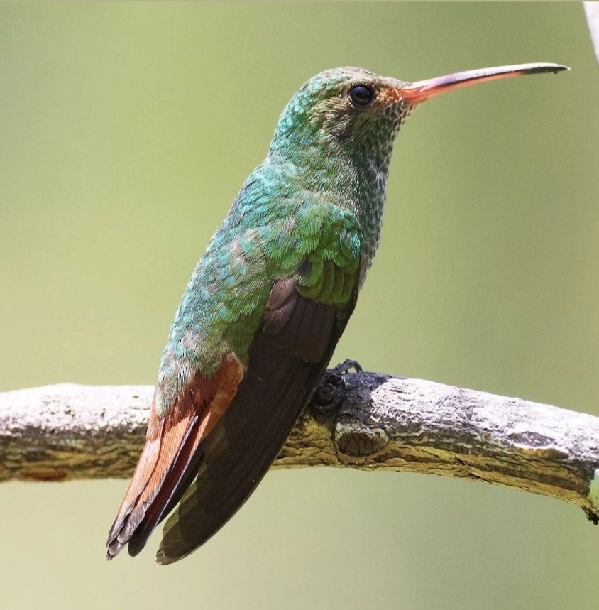 Rufous-tailed Hummingbird - ML623565629