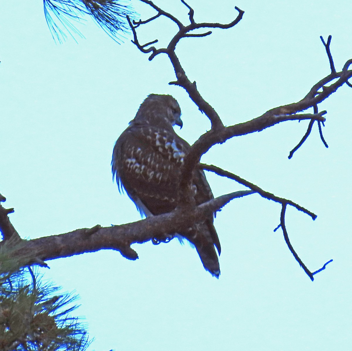 Red-tailed Hawk - JoAnn Potter Riggle 🦤