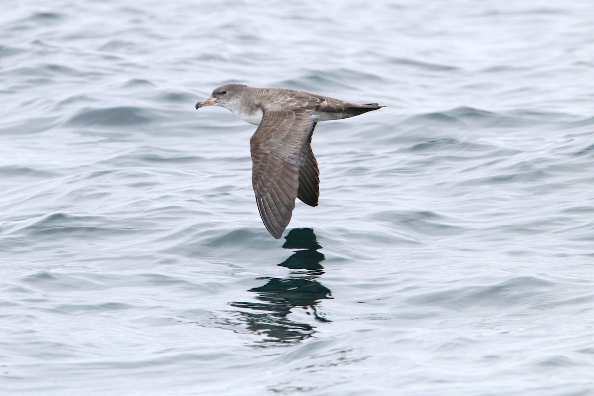 Pink-footed Shearwater - ML623565636