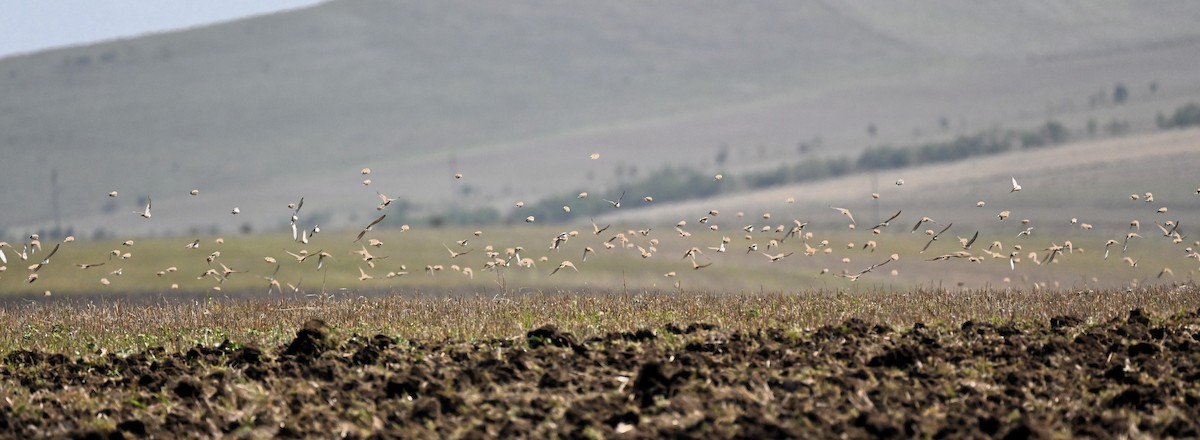 Corn Bunting - ML623565645