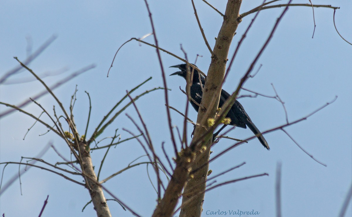 Chopi Blackbird - ML623565714