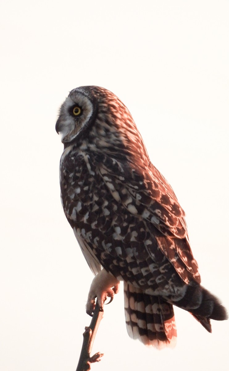 Short-eared Owl - ML623565725