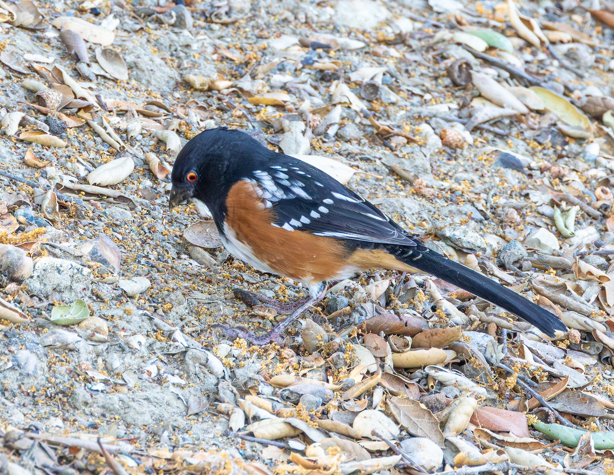 Spotted Towhee - ML623565744