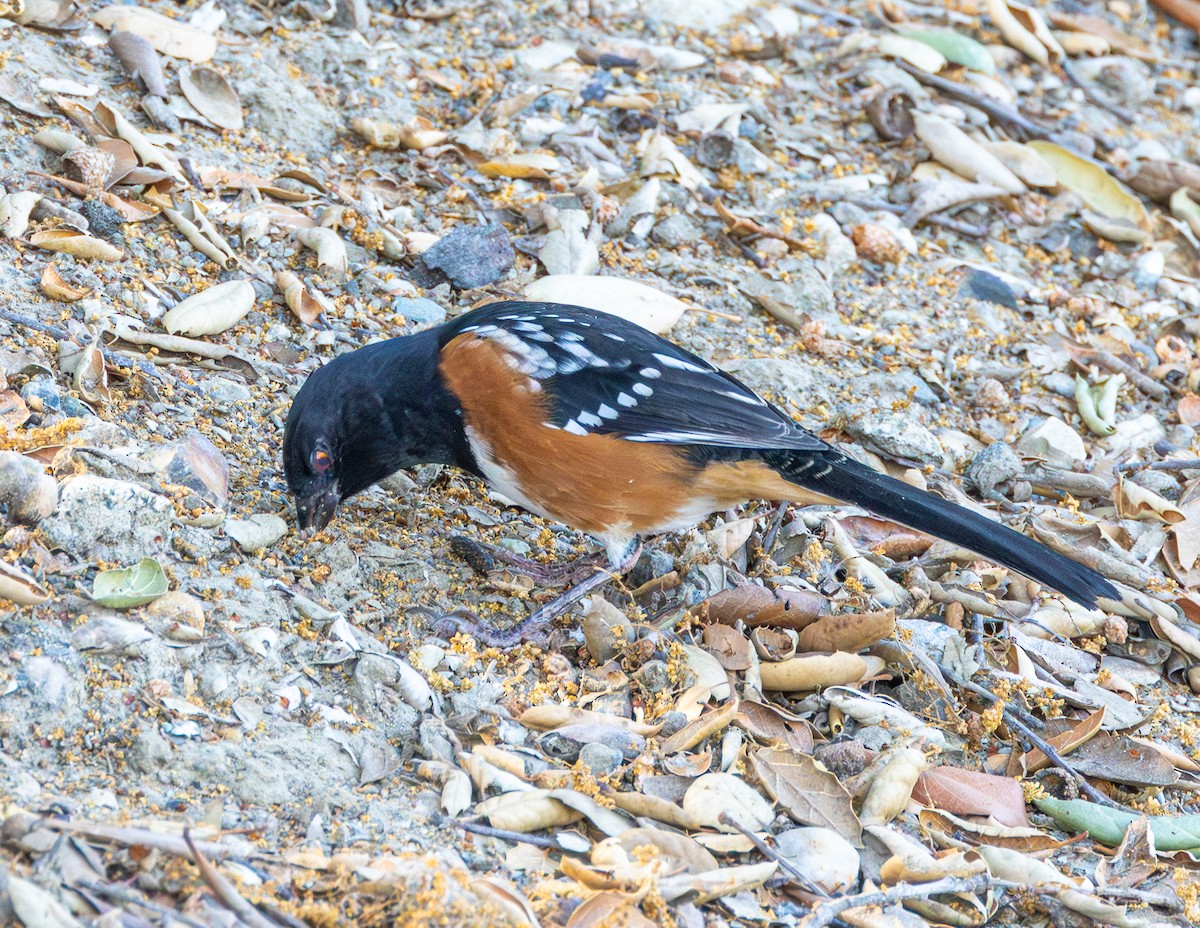 Spotted Towhee - ML623565750