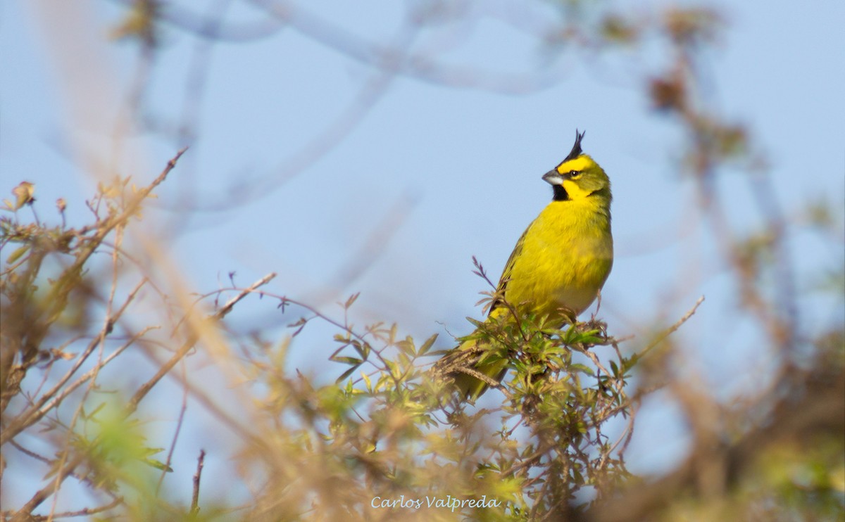 Yellow Cardinal - ML623565776