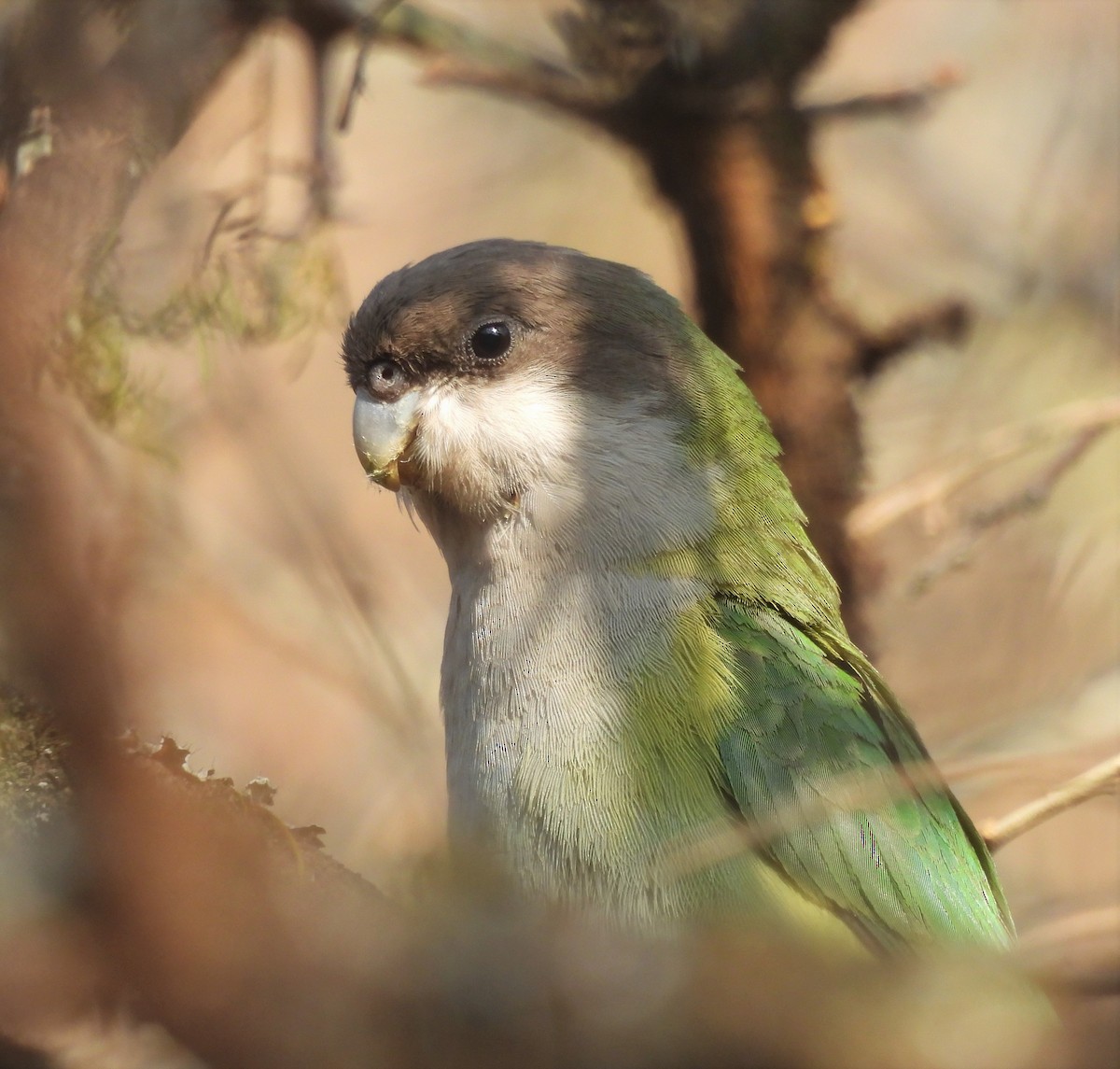 Gray-hooded Parakeet - ML623565805