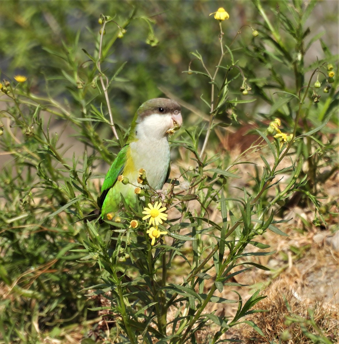 Gray-hooded Parakeet - ML623565806