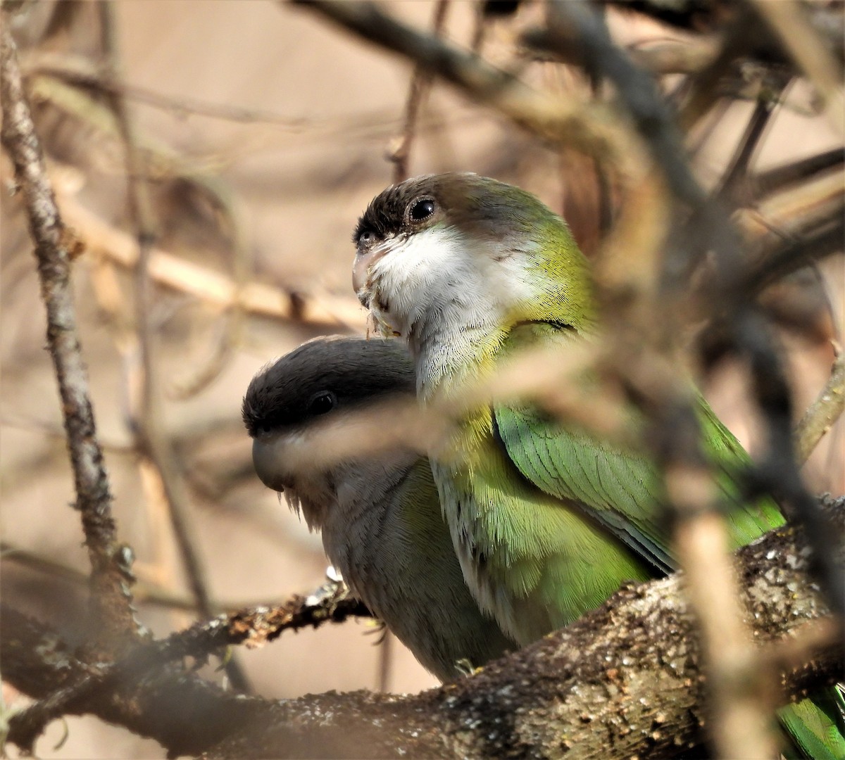 Gray-hooded Parakeet - ML623565808