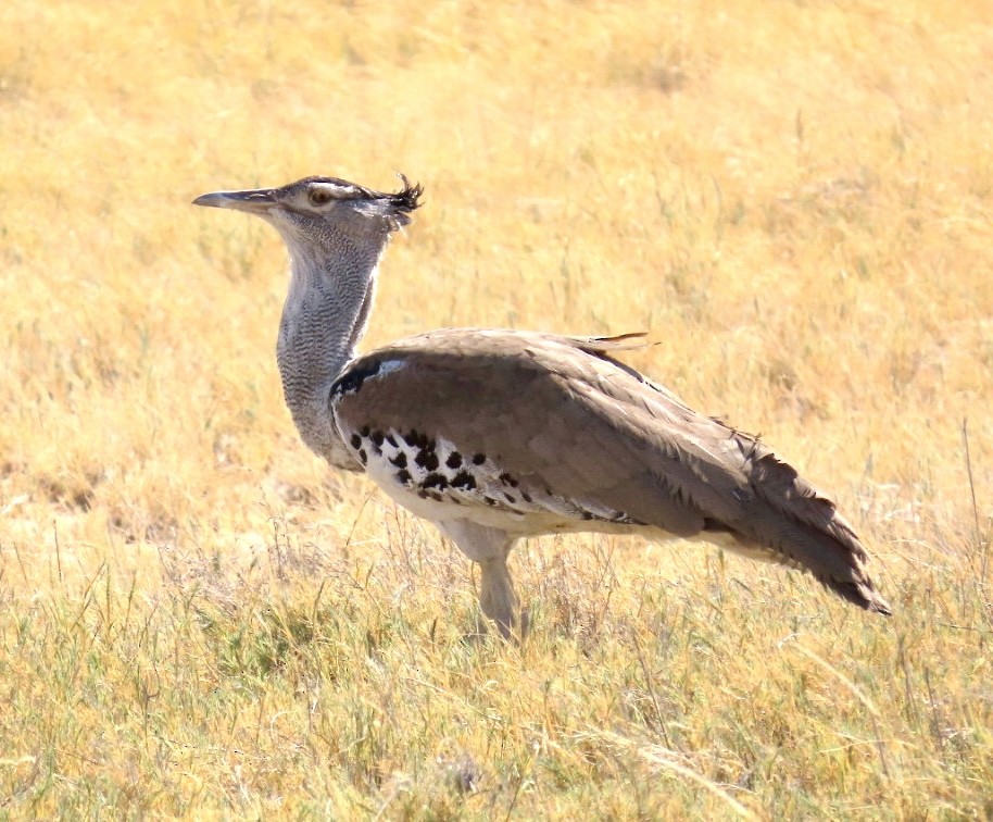 Kori Bustard - ML623565809