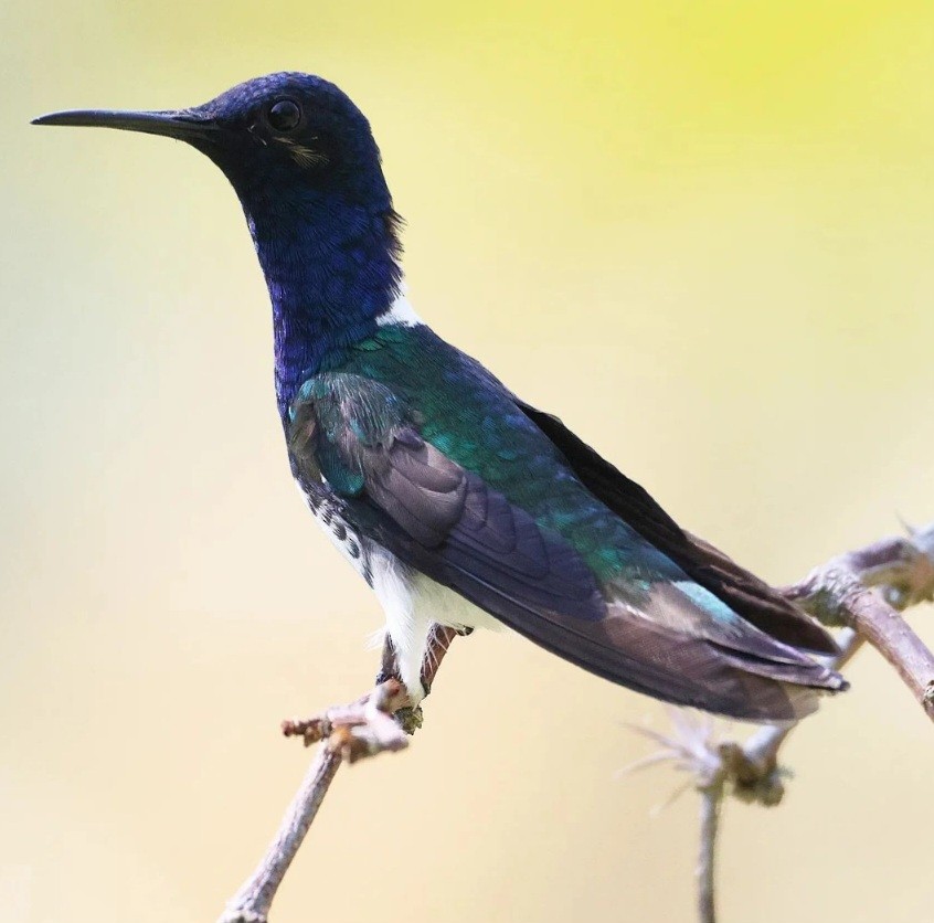 White-necked Jacobin - ML623565821