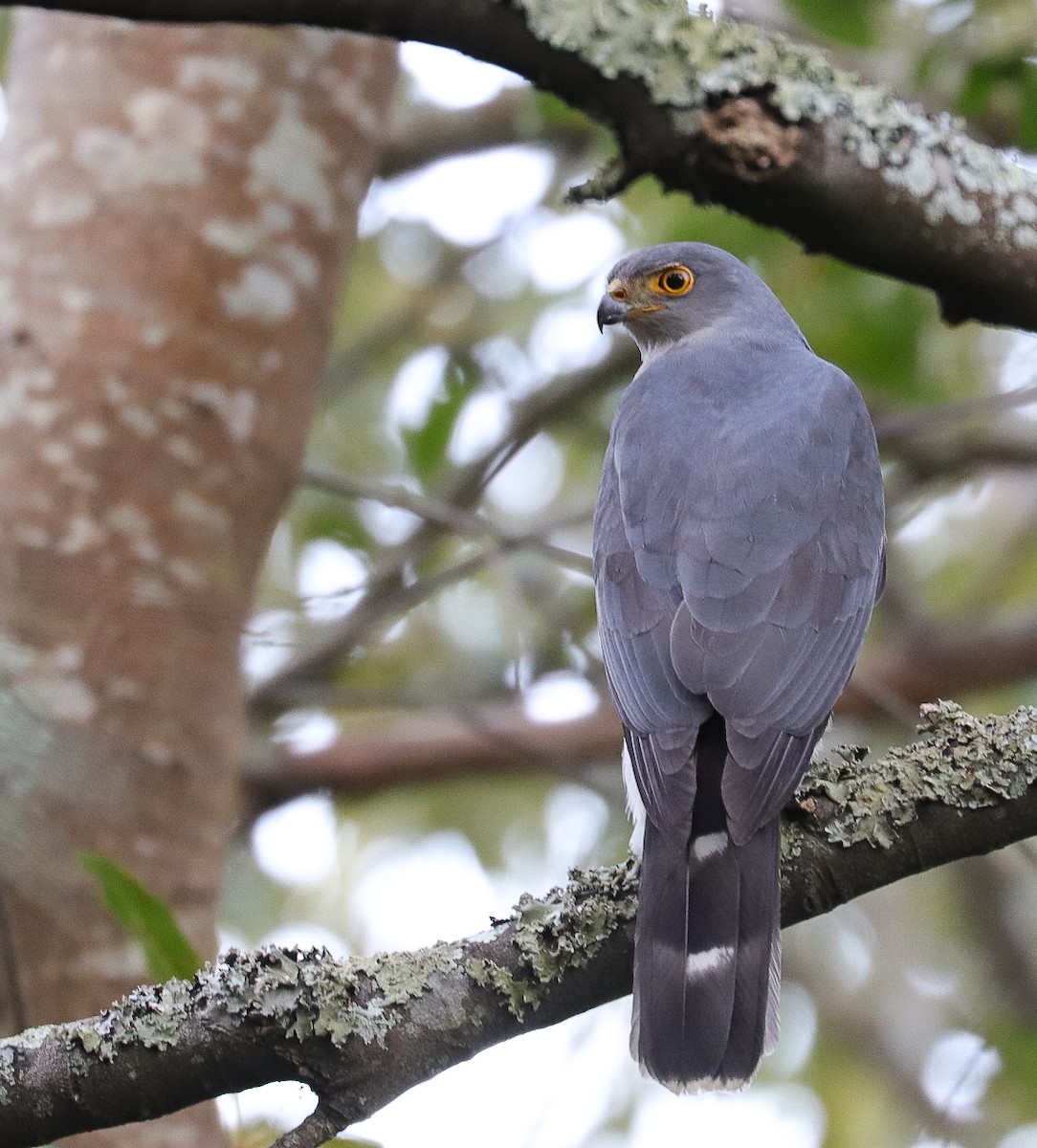 African Goshawk - ML623565934