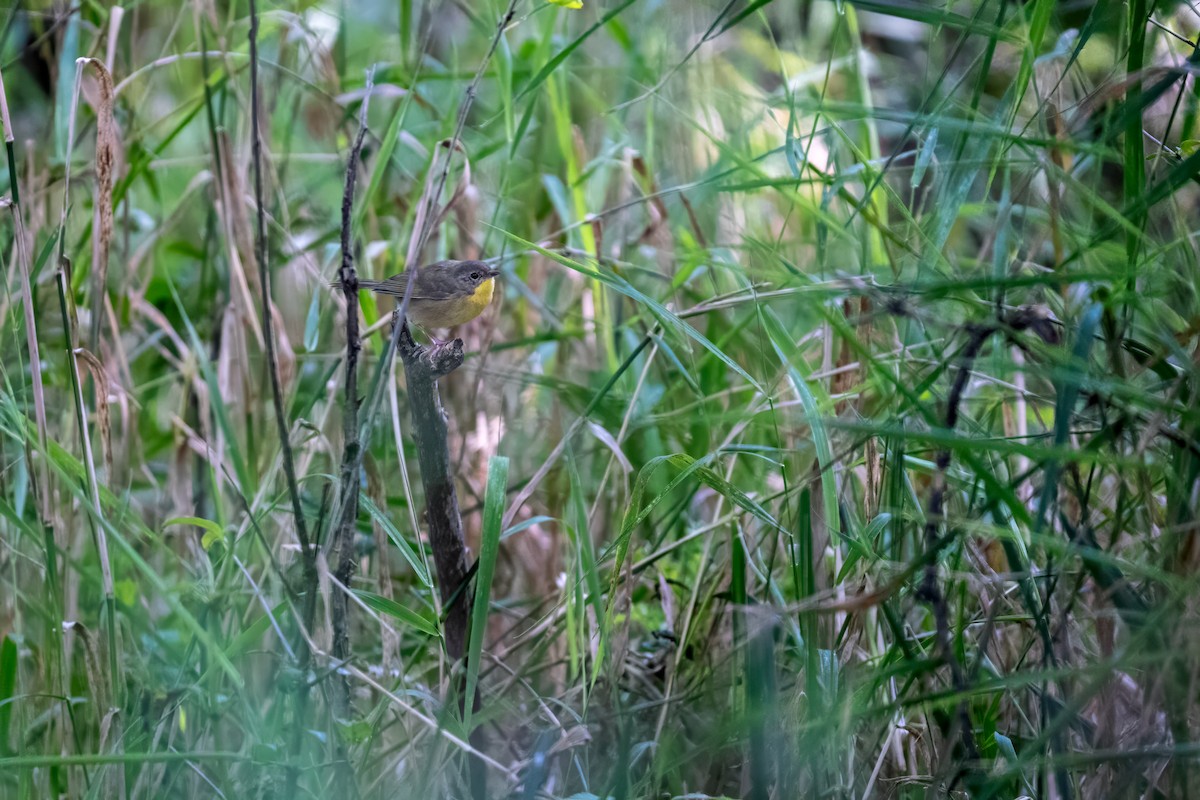 Paruline masquée - ML623565937