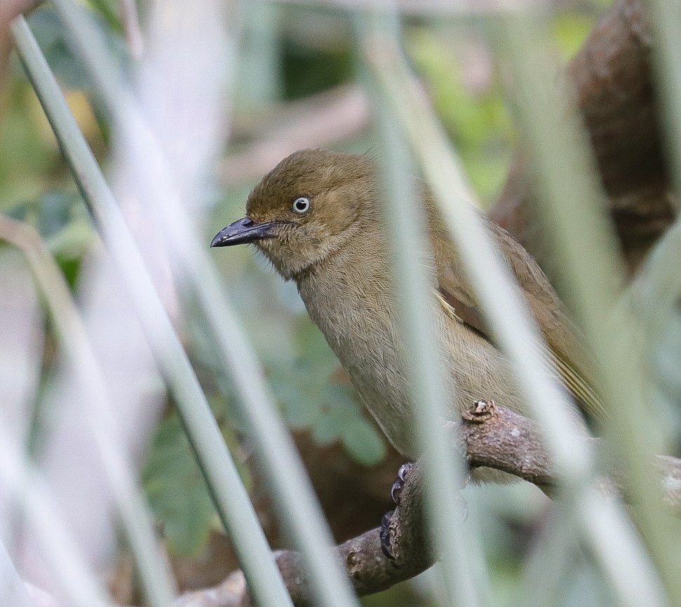 Sombre Greenbul - ML623565960