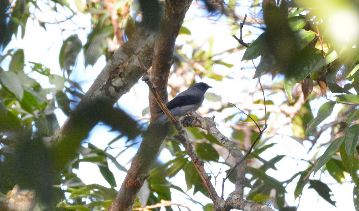 Black-winged Cuckooshrike - Álvaro García Martín