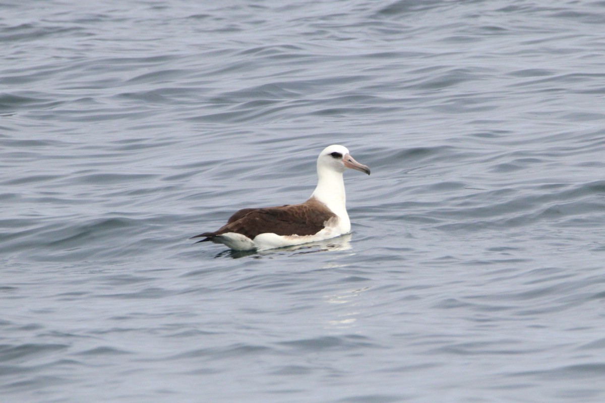 Laysan Albatross - Patrick Sysiong