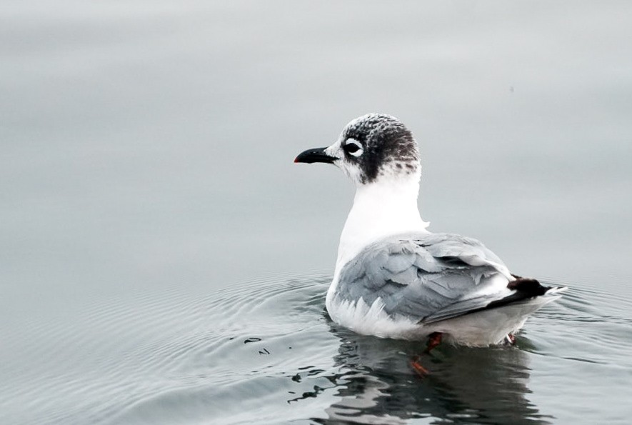 Franklin's Gull - Gustavo Acerenza