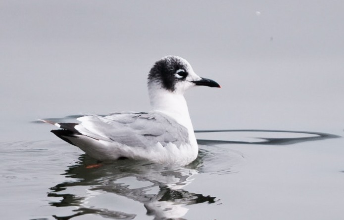 Gaviota Pipizcan - ML623566091