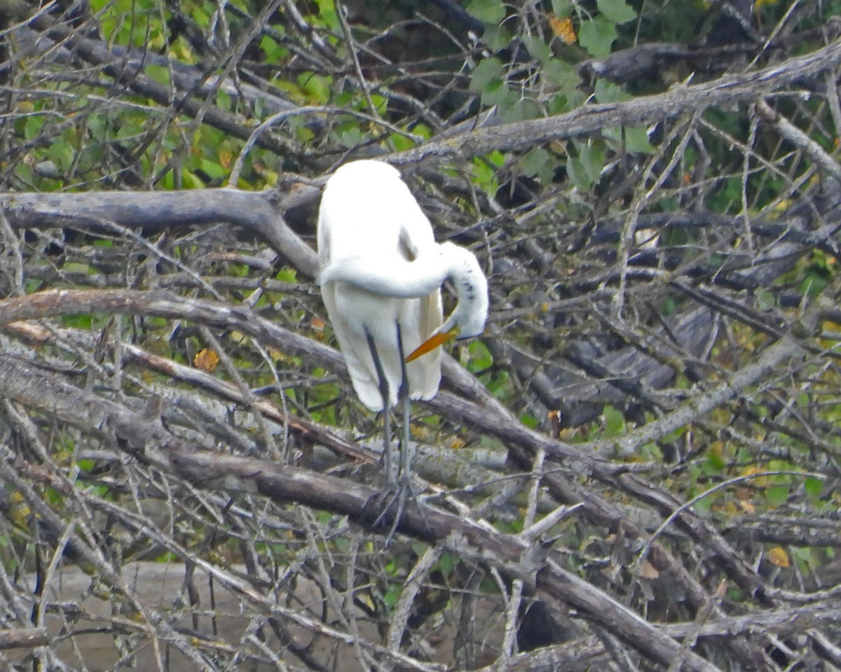 Great Egret - Bill and Estelle Siener