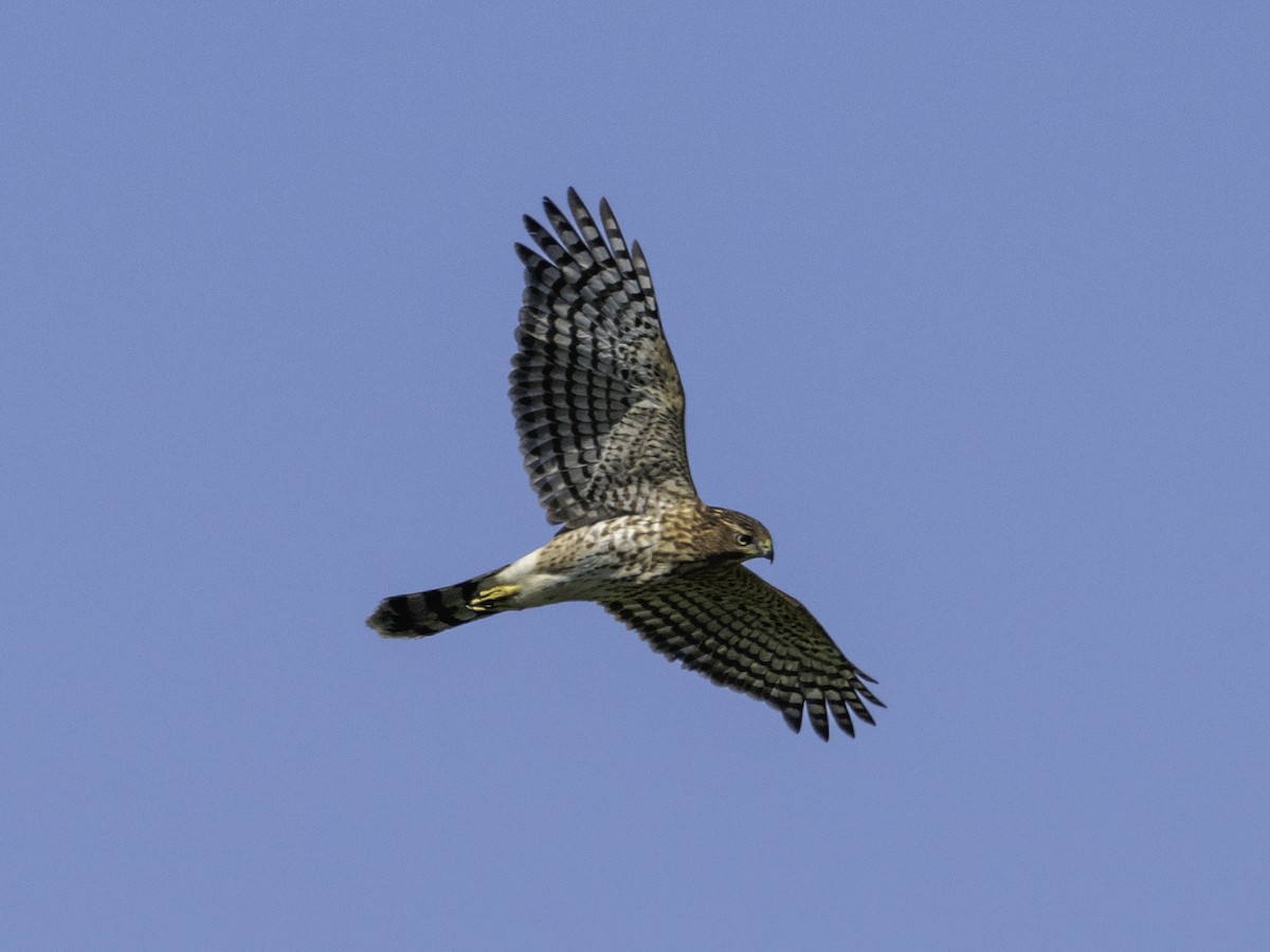 Cooper's Hawk - ML623566212