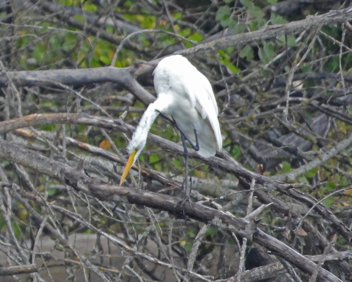 Great Egret - ML623566213